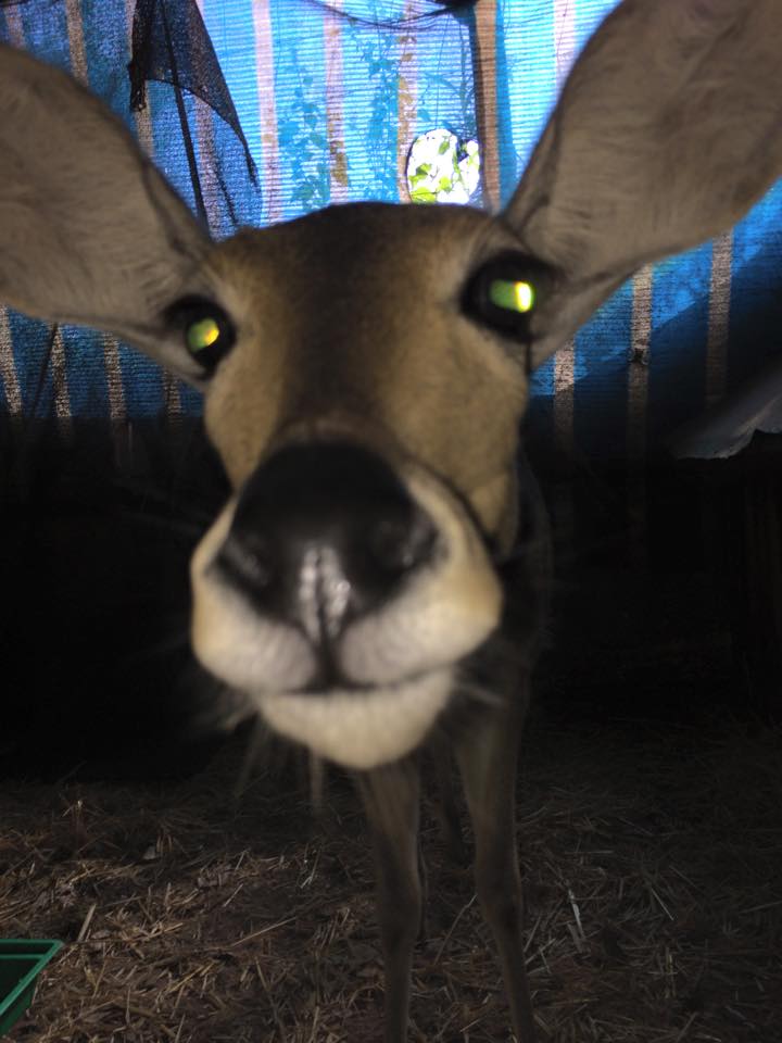 11034194_1549951905273690_7357711492545613452_n