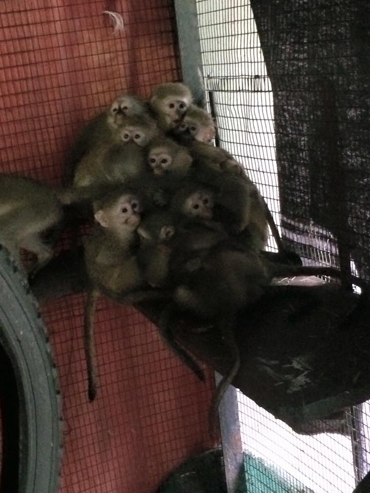 1606984_1545381502397397_4376580632836137851_n