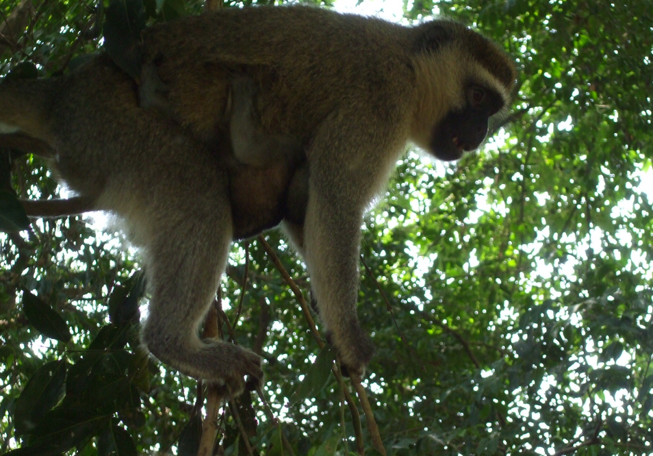 Screen Shot 2015-02-15 at 7.05.17 AM