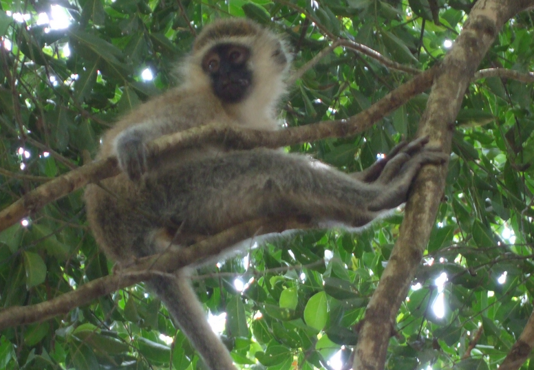 Screen Shot 2015-02-15 at 7.06.18 AM