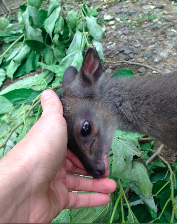 Screen Shot 2015-02-23 at 11.37.12 AM