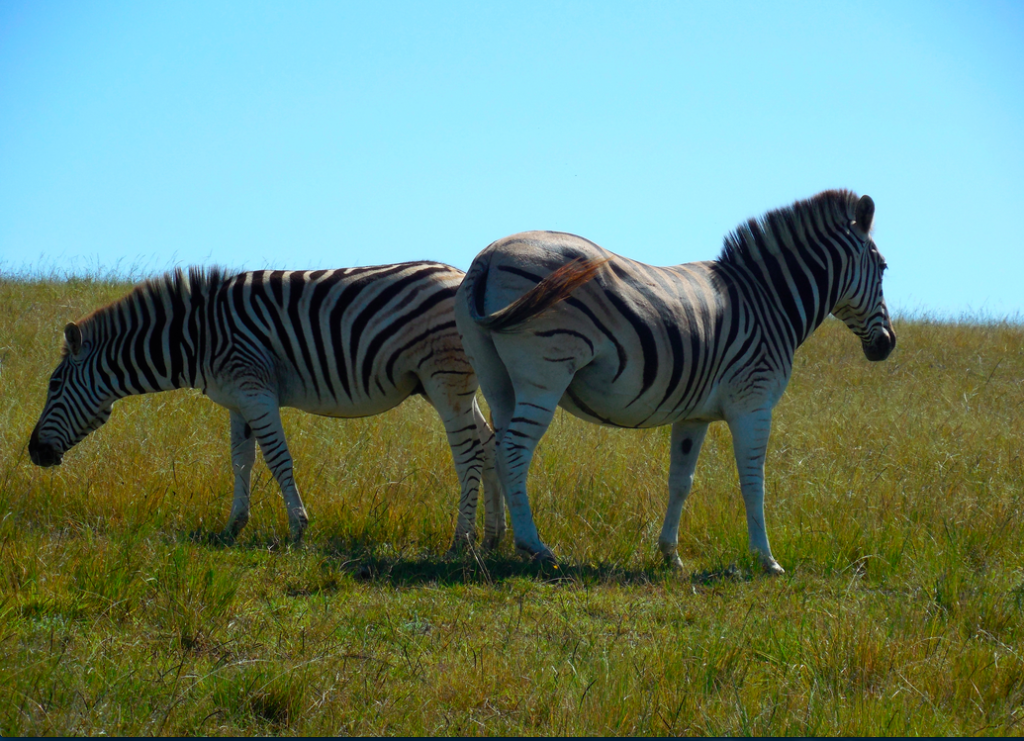 Screen Shot 2015-03-16 at 9.03.09 AM