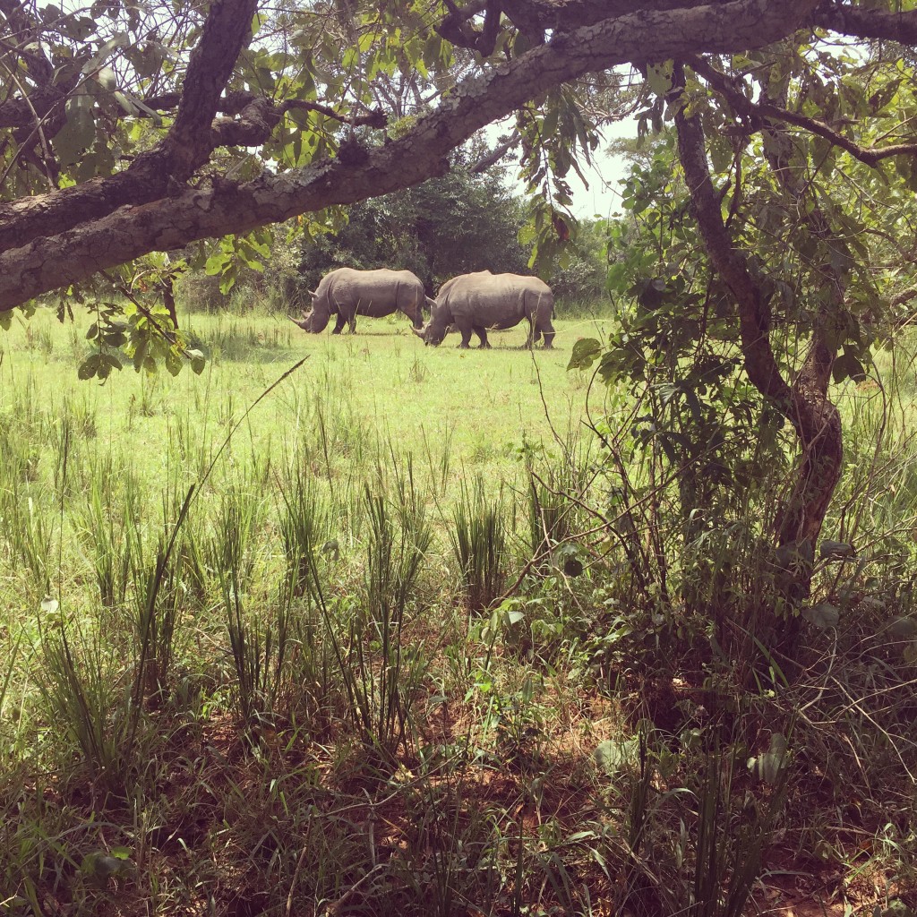 4 and 5 year old rhinos at the Ziwa Sanctuary.  