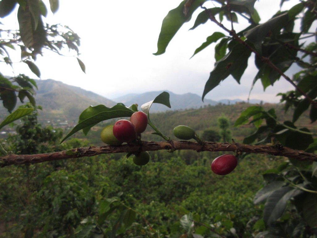 1aa8e6d706696f6da7e34a55529371e9