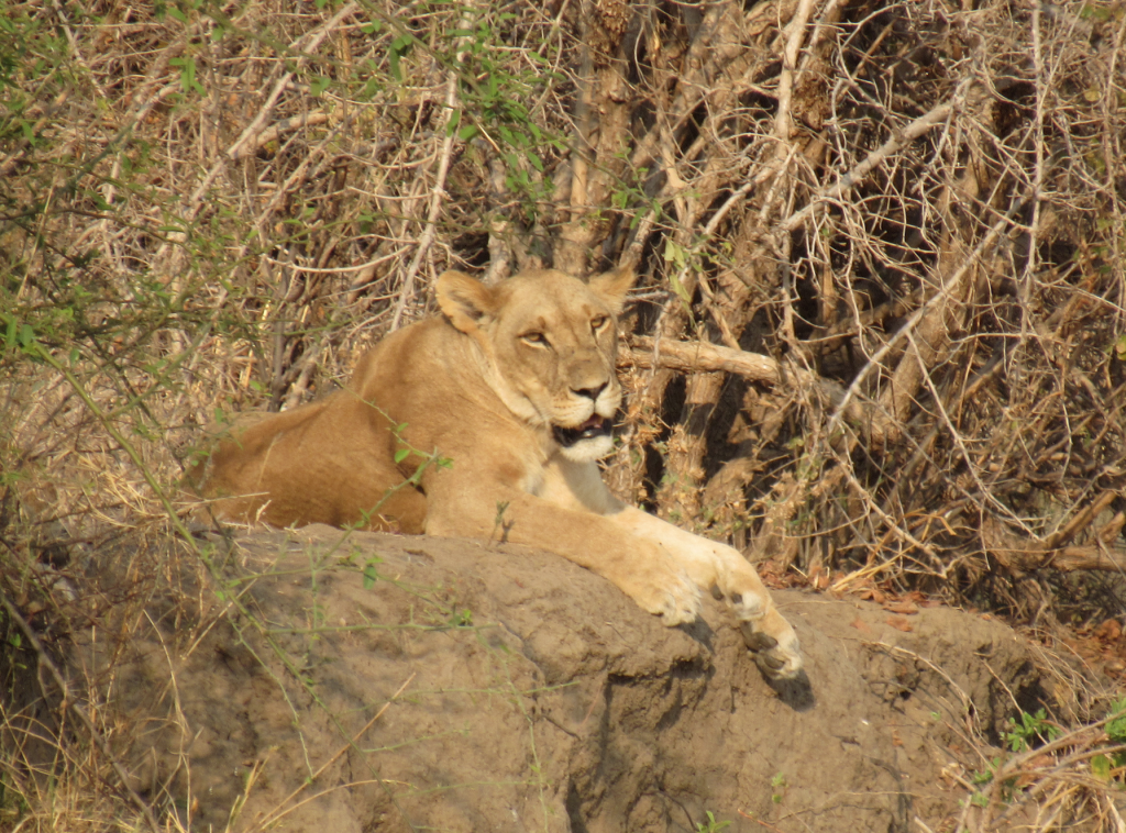 Kifaru Safari Fall 2015 3